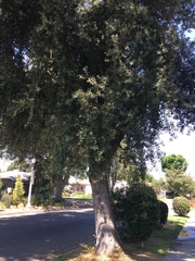 Quercus