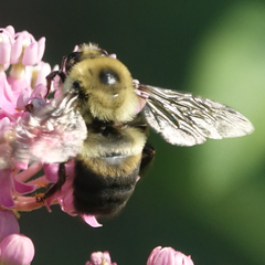 Bombus griseocollis