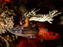 Neoclinus uninotatus