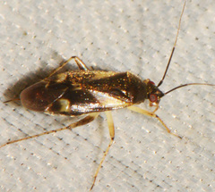 Plagiognathus obscurus
