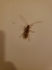 Eburia quadrigeminata