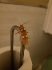 Eburia quadrigeminata