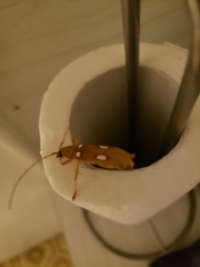 Eburia quadrigeminata