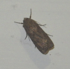 Agrotis segetum