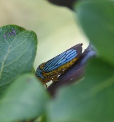 Oncometopia nigricans