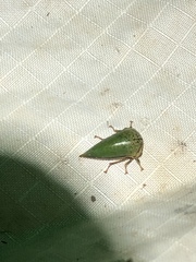 Stictopelta marmorata