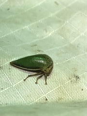 Stictopelta marmorata