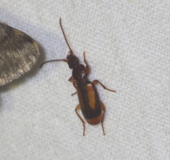 Polistichus connexus