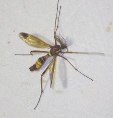 Ctenophora