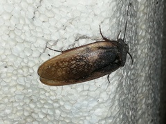 Homoeogamia mexicana