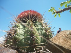Melocactus
