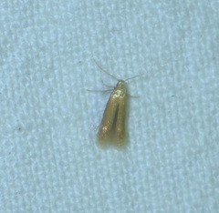 Coptotriche marginea