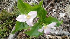Trillium ovatum ovatum