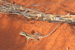 Ctenophorus isolepis