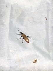Epicauta ochrea