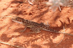 Ctenophorus isolepis