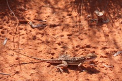 Ctenophorus isolepis