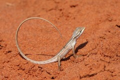 Diporiphora winneckei