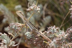 Diporiphora winneckei