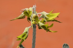 Crotalaria cunninghamii