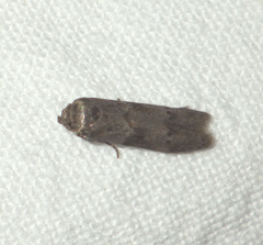 Blastobasis phycidella