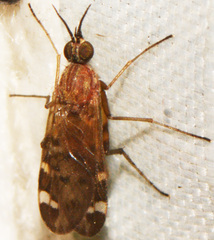 Sylvicola alternatus