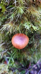 Galerina patagonica
