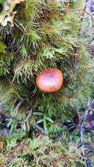 Galerina patagonica