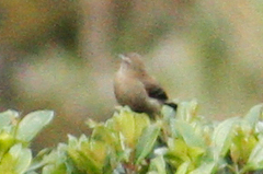 Conirostrum cinereum