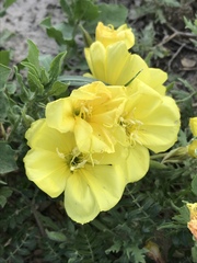 Oenothera grandis