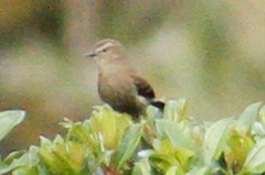 Conirostrum cinereum
