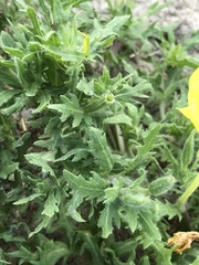 Oenothera grandis