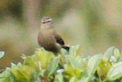Conirostrum cinereum
