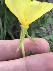 Oenothera grandis