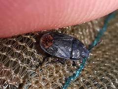 Ochetostethus tarsalis