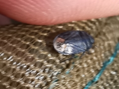 Ochetostethus tarsalis