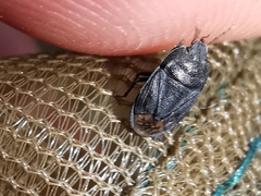 Ochetostethus tarsalis