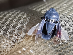 Ochetostethus tarsalis