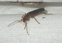 Nacerdes carniolica