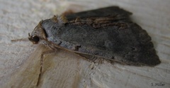 Catocala grynea