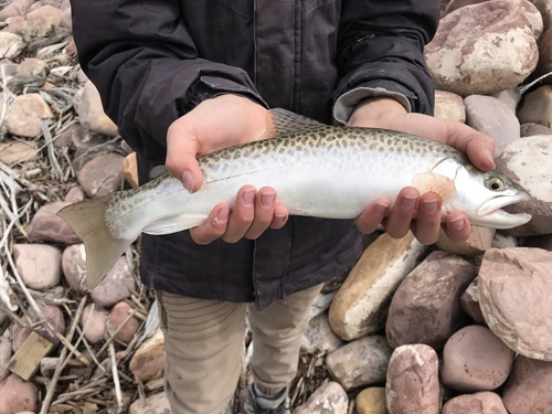 Tiger Trout