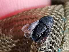 Ochetostethus tarsalis