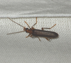 Nacerdes carniolica