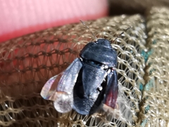 Ochetostethus tarsalis