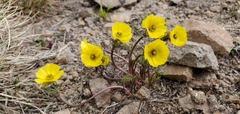 Ranunculus adoneus
