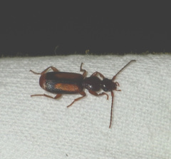 Polistichus connexus