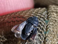 Ochetostethus tarsalis