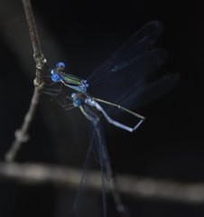 Lestes tenuatus