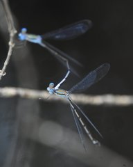 Lestes tenuatus