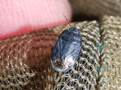 Ochetostethus tarsalis